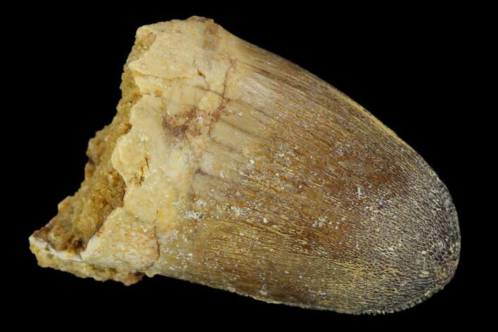 Cretaceous Fossil Crocodile Tooth - Morocco #122464